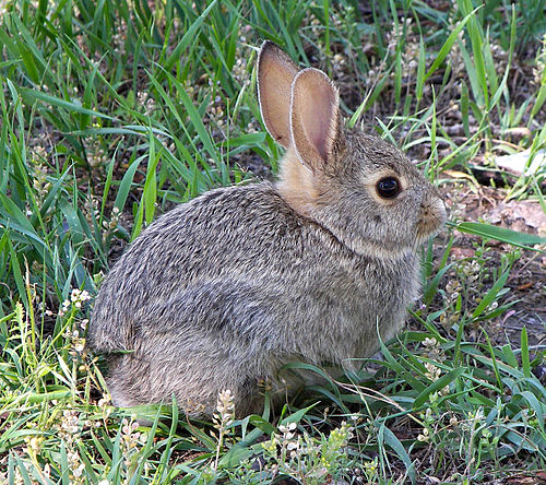 500px-rabbit_in_montana