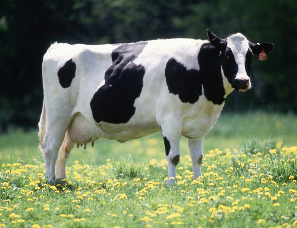 Cow_female_black_white